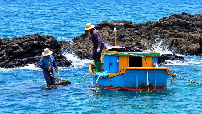 Nhum biển sau khi khai thác được ngư dân tập kết lên ghe để vận chuyển vào bờ sơ chế