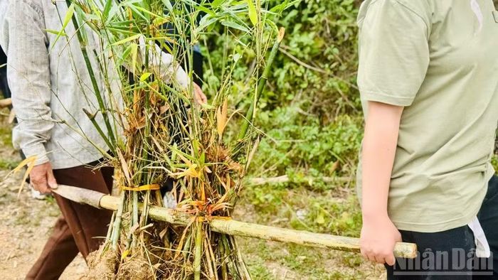 Vận chuyển cây giống một cách thủ công nhất lên vùng trồng.