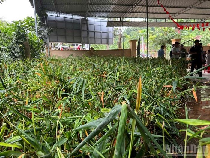 Những gốc mét, luồng sẵn sàng bàn giao cho bà con nhân dân địa phương.