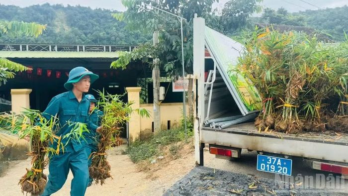 Vận chuyển cây giống ra xe chuyên chở để đưa lên vùng trồng.