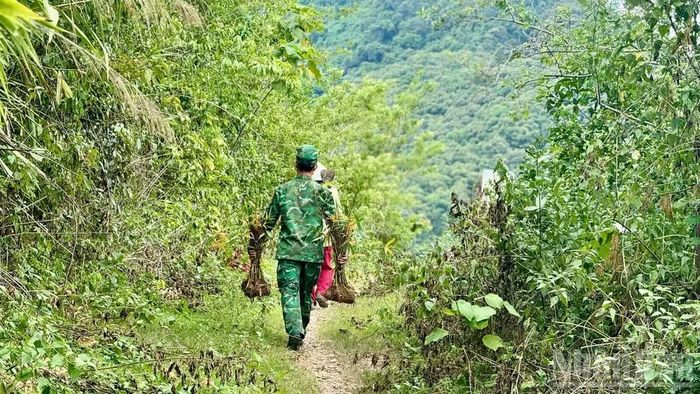 Cán bộ địa phương hỗ trợ bà con dân bản vận chuyển cây giống lên vùng trồng.