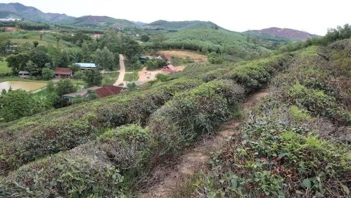 Những đồi chè từng phủ một màu xanh mướt nay đã ngả vàng úa, nhiều diện tích bị cháy sạm dưới cái nắng gay gắt kéo dài.