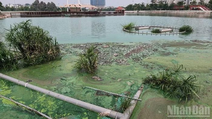  Nước hồ đổi màu đục, mùi hôi bốc lên nồng nặc. 