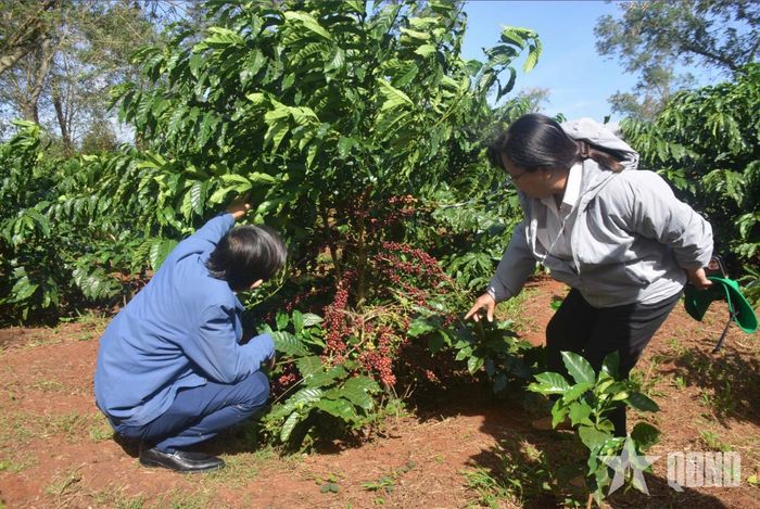 Giống cà phê chịu hạn được trồng tại tỉnh Đắk Lắk.