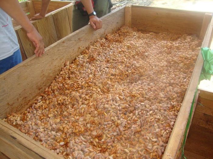 Ảnh: fermentandoyaprendiendo.blogspot