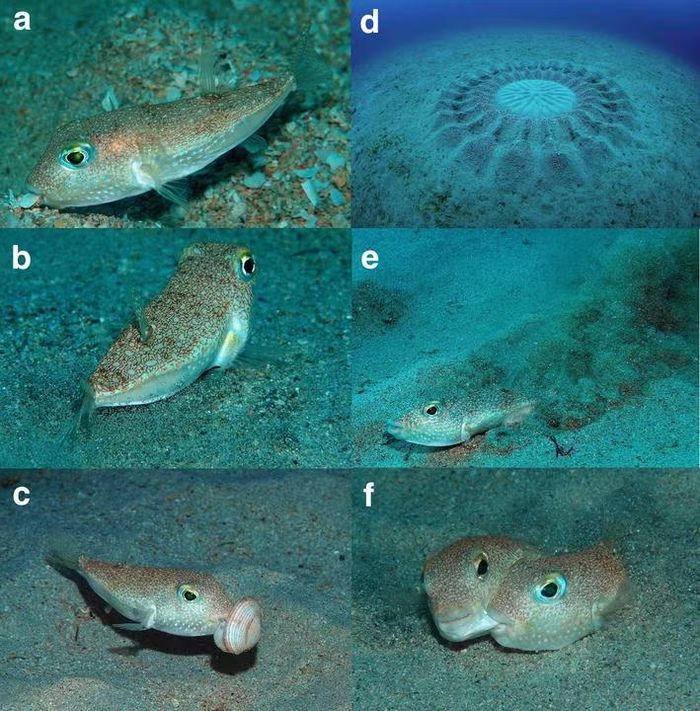Ảnh: Species New to Science