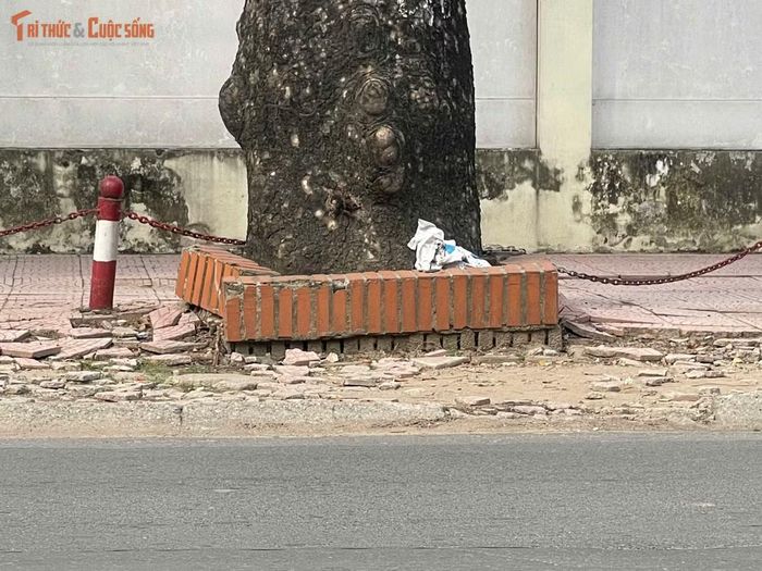 Phần gạch lát quanh bồn cây bị bong bật, xô lệch, nhiều vị trí nhô cao so với mặt vỉa hè.
