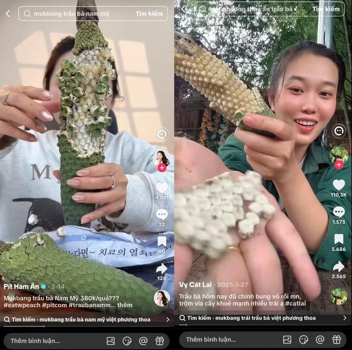 Các video ăn thử quả trầu bà trên TikTok (Nguồn: TikTok/Vy Cát Lai &amp; Pít Ham Ăn)