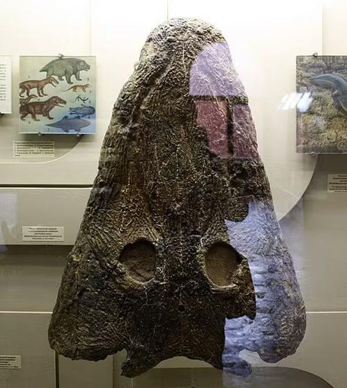 Hộp sọ được xác định thuộc về Mastodonsaurus, được tìm thấy vào năm 1972 ở vùng Nam Ural, được trưng bày tại Bảo tàng Cổ sinh vật học Orlov ở Moscow, Nga. Ảnh: Wikipedia/Pavel Bochkov.
