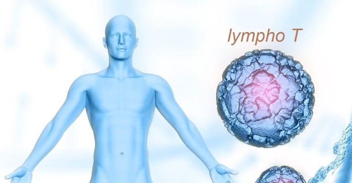Tế bào lympho T - căn cơ của một cơ thể khỏe mạnh vốn được đặt tên theo tuyến ức (Thymus)