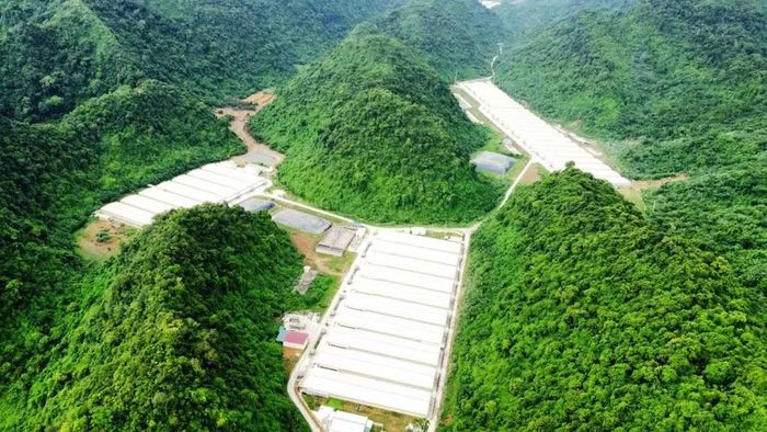 Trang trại nuôi lợn của Công ty TNHH BADACO Thanh Hóa tại xã Thạch Quảng.