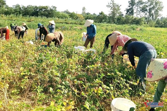 Không quản nắng nóng, ai cũng hết lòng san sẻ, giúp đỡ gia đình anh Cung. Ảnh: TĐV 