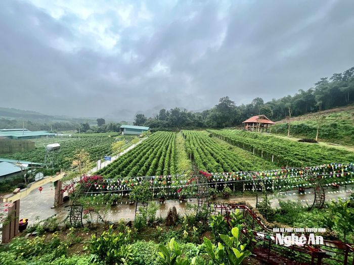 Công ty CP Dược liệu Pù Mát đã phát triển vùng trồng dược liệu quy mô hơn 20 ha.