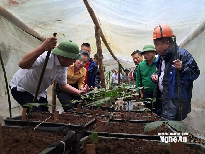 Cây Sâm Ngọc Linh sinh trưởng, phát triển rất phù hợp với điều kiện tự nhiên dưới tán rừng ở xã Na Ngoi.