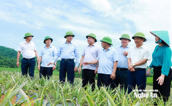 Chủ tịch UBND tỉnh đến kiểm tra vùng nguyên liệu dứa trên địa bàn xã Giai Xuân. Ảnh: Thành Duy