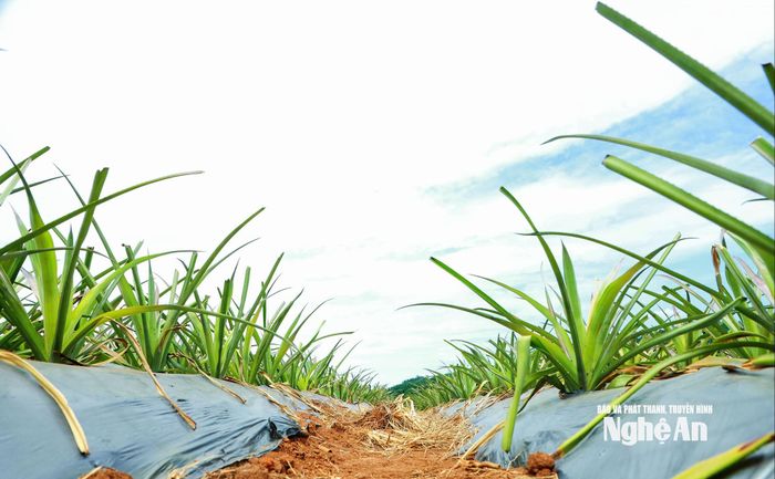 Các diện tích dứa được trồng trong giai đoạn 1 hiện đang sinh trưởng, phát triển tốt. Ảnh: Thành Duy