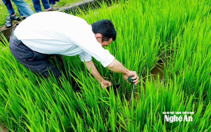 Cán bộ kỹ thuật kiểm tra tại mô hình canh tác lúa giảm phát thải ở xã Văn Hiến. Ảnh: Thành Duy