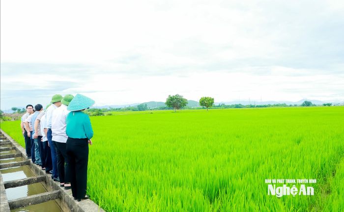 Trong vụ Hè Thu năm nay, Nghệ An tiếp tục mở rộng mô hình canh tác lúa giảm phát thải lên hơn 30.000 ha tại 48 xã. Ảnh: Thành Duy