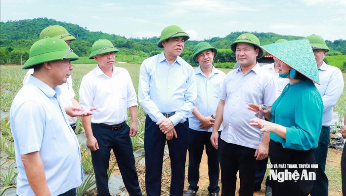 Lãnh đạo Sở Nông nghiệp và Môi trường báo cáo với Chủ tịch UBND tỉnh về tiến độ phát triển vùng nguyên liệu dứa trên địa bàn tỉnh. Ảnh: Thành Duy