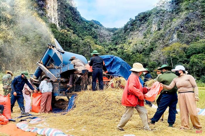  Cán bộ, chiến sĩ Đội Quy tập hỗ trợ người dân ở huyện Viêng Thong, tỉnh Bolikhămxay, Lào thu hoạch mùa màng. Ảnh tư liệu 