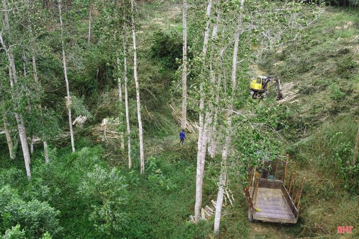 Đây cũng được kỳ vọng sẽ là dự án tạo thêm động lực thu hút đầu tư vào Khu kinh tế Cửa khẩu quốc tế Cầu Treo, từng bước khai thác hiệu quả lợi thế cửa khẩu, hạ tầng giao thông và nguồn nguyên liệu lâm nghiệp dồi dào của địa phương.