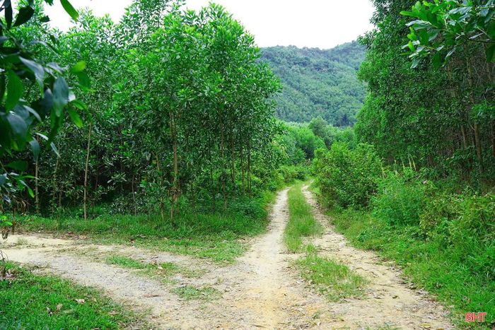 Diện tích đất xây dựng nhà máy chủ yếu là đất rừng sản xuất của 4 hộ dân. Theo phương án triển khai, việc bồi thường, nhận chuyển nhượng quyền sử dụng đất được thực hiện trên cơ sở nhà đầu tư và các hộ dân tự thỏa thuận theo quy định, với sự hỗ trợ, phối hợp của chính quyền địa phương.