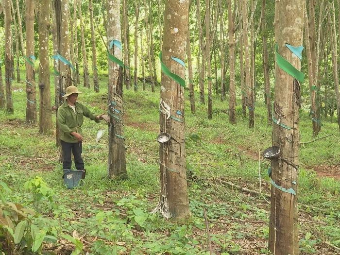 Hộ gia đình anh Chu Văn Thường (dân tộc Nùng), thôn Bù Bưng, xã Đăk Ơ, phát triển kinh tế bền vững nhờ cao su, tiêu, điều. (Ảnh: K GƯỈH/TTXVN)
