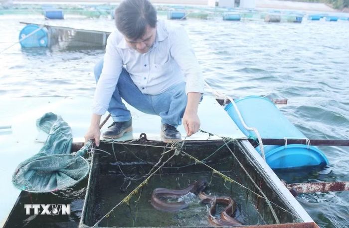 Người dân tỉnh Đắk Lắk nuôi cá chình bông trên sông, hồ. (Ảnh: TTXVN phát)