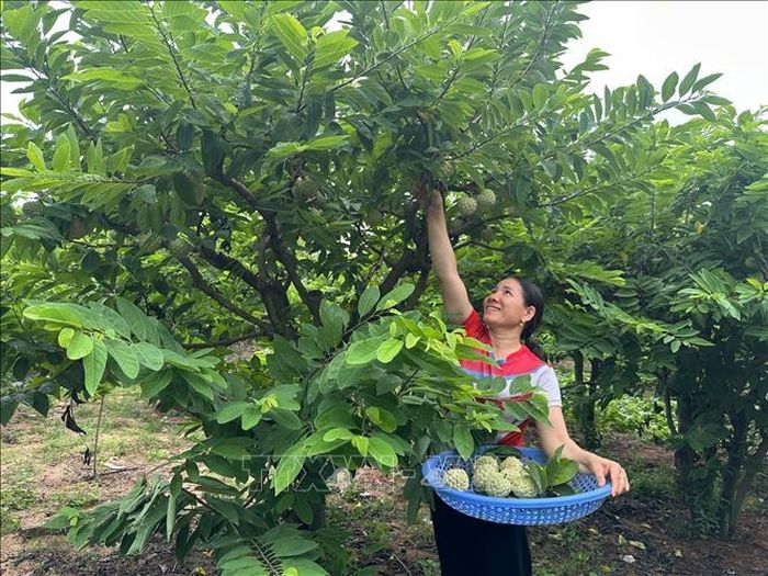 Chị Lương Thị Phượng, thôn Đồng Bụt, xã Đại Đình (Phú Thọ) thu hoạch na.