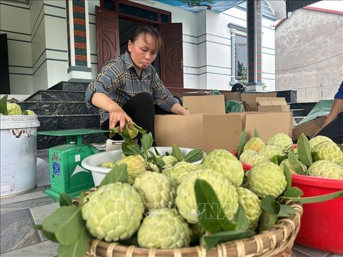 Phân loại na trước khi xuất bán.