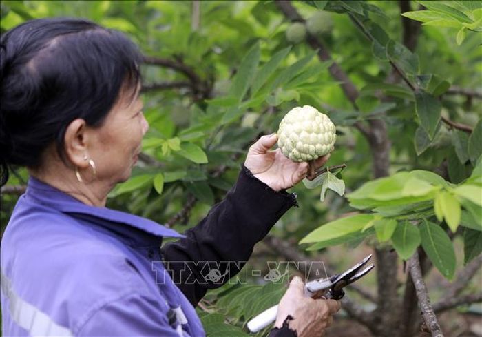 Hiện xã Đại Đình (Phú Thọ) có hơn 500 hộ trồng na với tổng diện tích khoảng hơn 80ha, tập trung ở các thôn Trại Mái, Ngọc Thụ, Đồng Bụt.