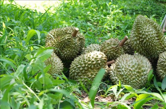 Sầu riêng của xã Đạ Huoai 2 (gồm địa bàn xã Hà Lâm và thị trấn Đam B’ri, huyện Đạ Huoai cũ) có chất lượng đồng đều, chủ yếu phục vụ thị trường xuất khẩu. Ảnh: Nguyễn Dũng/TTXVN