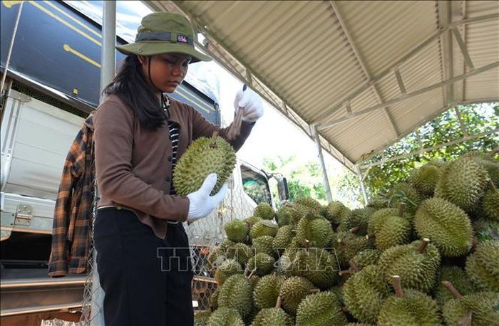 Sầu riêng được làm sạch ngay tại điểm tập kết trước khi chở về vựa để phân loại, đóng gói mang đi tiêu thụ. Ảnh: Nguyễn Dũng/ TTXVN
