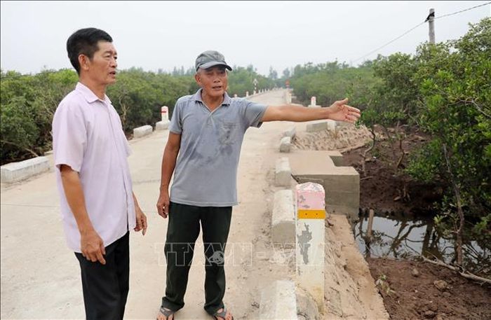 Từ vùng bãi bồi chỉ có sóng biển bạc đầu và bùn lầy, cựu chiến binh Vũ Văn Tưởng cùng đồng đội đã phủ lên màu xanh của phi lao, bần, vẹt trên tuyến đê biển của xã Đồng Châu. Ảnh: Thế Duyệt/TTXVN