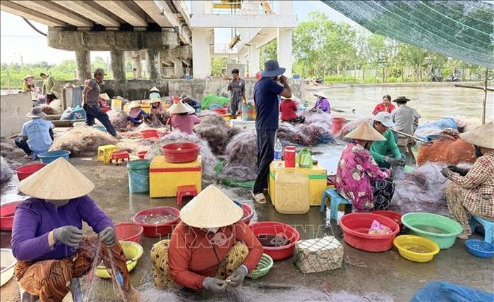 Mùa cá khoai năm nay diễn ra từ tháng 5 đến tháng 6 âm lịch.