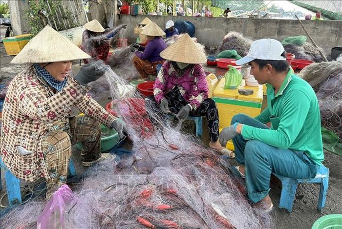 Trung bình mỗi nhân công gỡ lưới có thu nhập từ 300.000 đồng/trở lên.