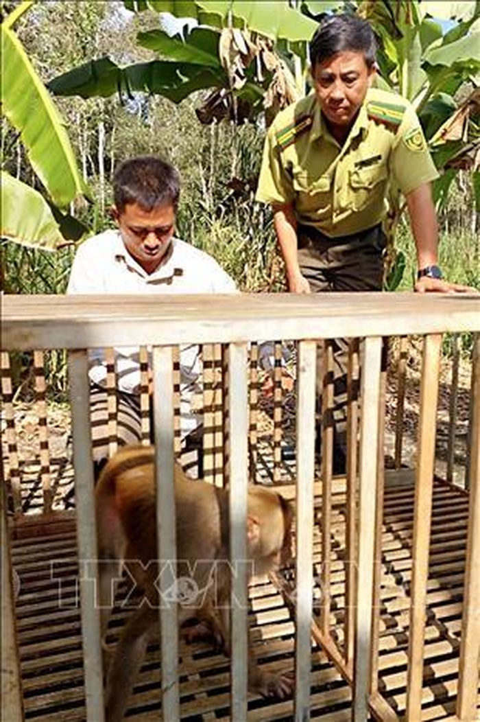 Ông Lê Thành Lập (phải), Phó Hạt trưởng Hạt Kiểm lâm Bạc Liêu, trực tiếp thả khỉ đuôi dài về môi trường tự nhiên tại Vườn Quốc gia U Minh Hạ. Ảnh: TTXVN phát