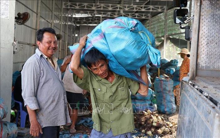 Nhân công ở một điểm thu mua khoai môn vận chuyển hàng đến nơi tiêu thụ.