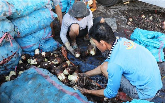 Công đoạn sơ chế khoai môn trước khi chuyển đến nơi tiêu thụ.