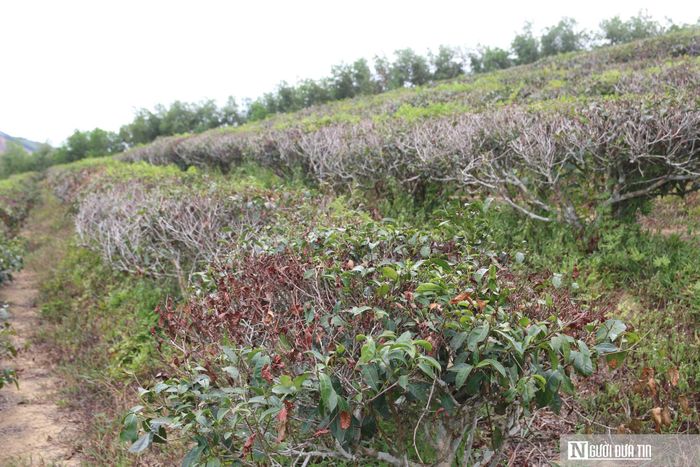 Nhiều vườn chè có hiện tượng héo, chết loang lổ
