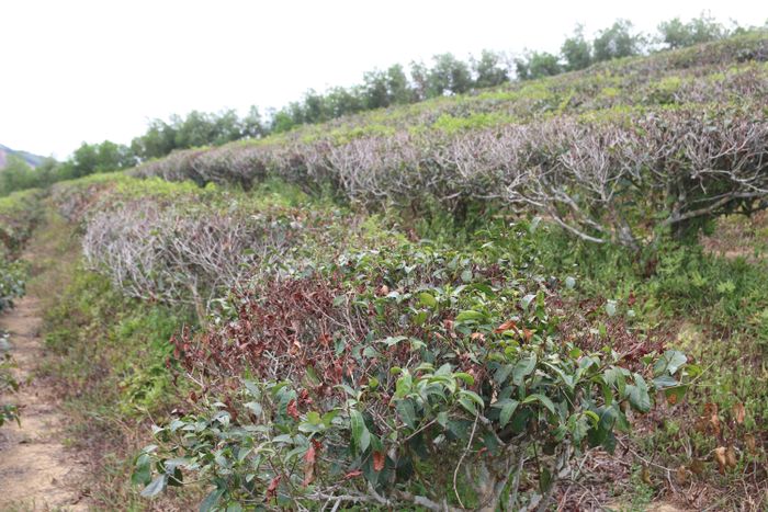 Nhìn cảnh chè bị cháy nắng, nhiều người dân xót xa