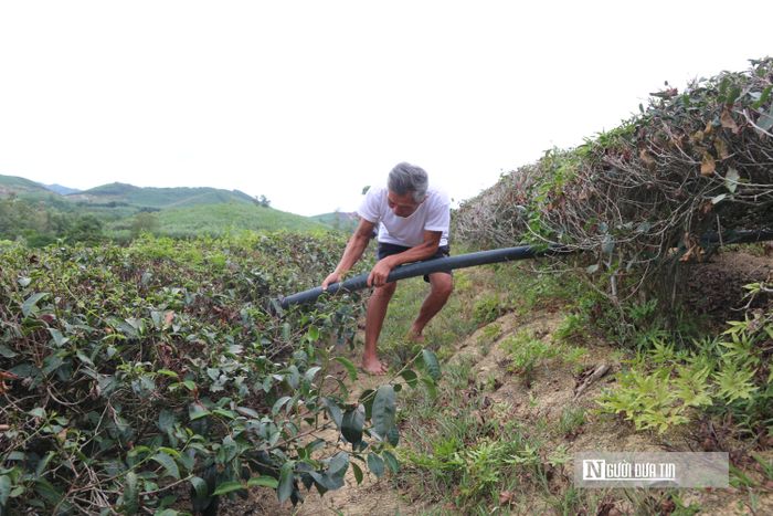 Nếu thời gian tới trời vẫn không có mưa, nguy cơ chè cháy khô xảy ra trên diện rộng. 