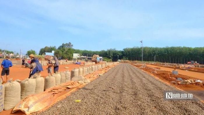 Vùng trồng điều là nền tảng của chuỗi giá trị ngành điều Việt Nam. Việc phát triển vùng nguyên liệu ổn định, sản xuất theo tiêu chuẩn và tăng liên kết với doanh nghiệp là yếu tố quan trọng để nâng cao giá trị hạt điều.