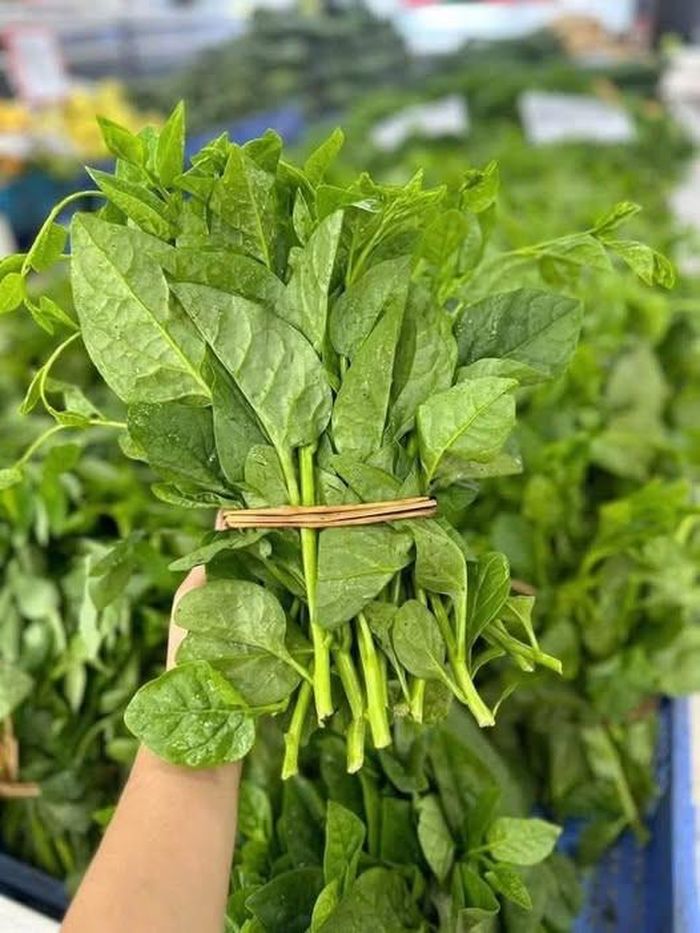 Tương tự, rau mồng tơi cũng được ưu tiên thu hoạch vào sáng sớm.