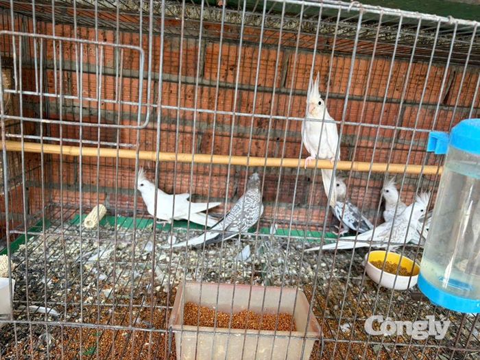 Tang vật cơ quan chức năng phát hiện.