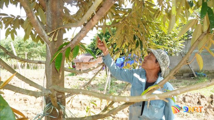 Ông Vũ Thế Việt chăm sóc vườn cây ăn quả phát triển tốt từ những gốc cây đầu tiên. Ảnh: D.LỆ