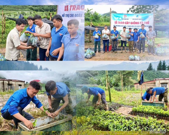 Tuổi trẻ xã Pú Nhung hỗ trợ cây giống cà phê cho ĐVTN trên địa bàn.