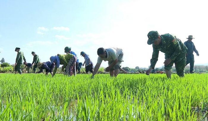  Cán bộ, chiến sĩ Đồn Biên phòng Ia Púch giúp người dân làng Chư Kó trồng lúa nước. Ảnh: Mạnh Hà 