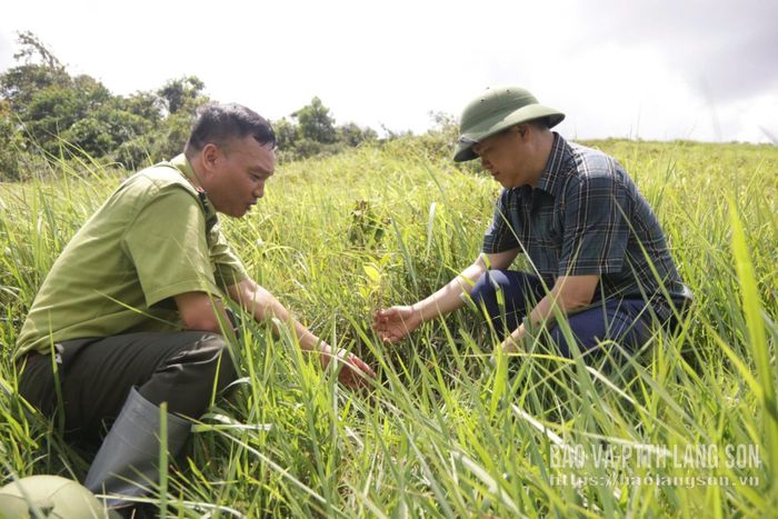 Lãnh đạo Ban Kinh tế - Ngân sách HĐND tỉnh cùng lực lượng kiểm lâm kiểm tra sinh trưởng của cây hồi tại địa điểm trồng rừng thay thế xã Khánh Khê