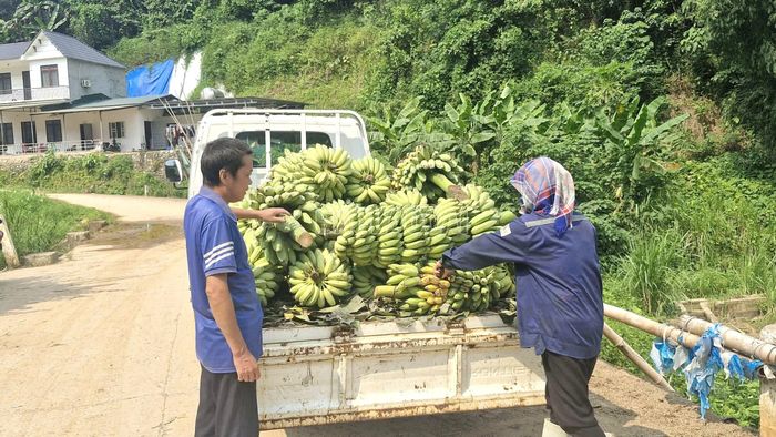 Đến thời điểm hiện tại, một số diện tích chuối đã đến thời điểm thu hoạch nhưng việc tiêu thụ gặp khó khăn do giá quá thấp.
